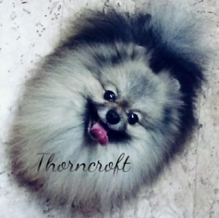 Thorncroft pomeranians best sale