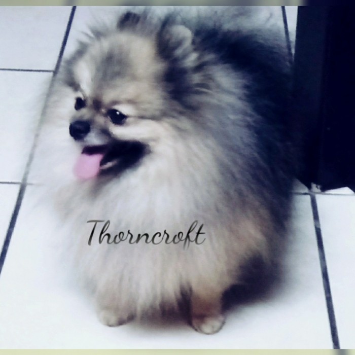 Thorncroft pomeranians hot sale