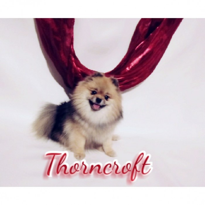 Thorncroft pomeranians 2024