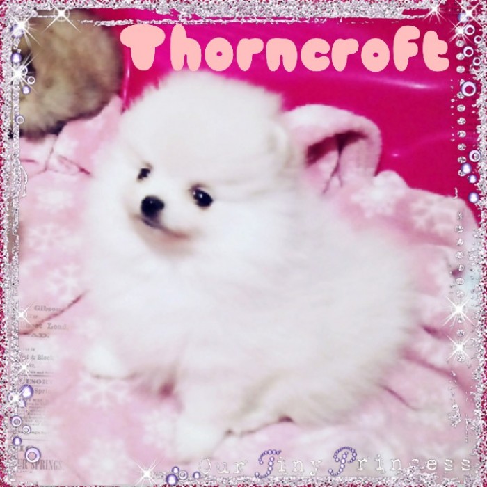 Thorncroft pomeranians best sale