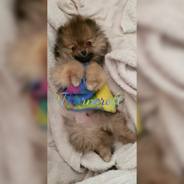 black sable pomeranian