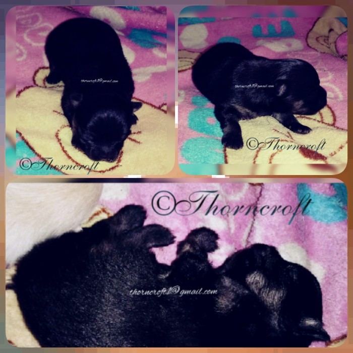 Pomeranian black and tan 2024 price