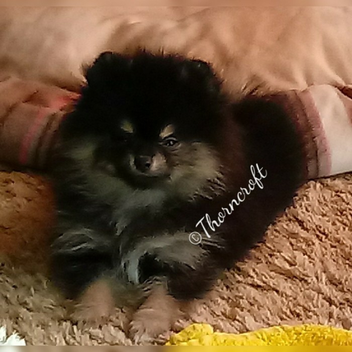 Pomeranian Puppy Uglies Stage