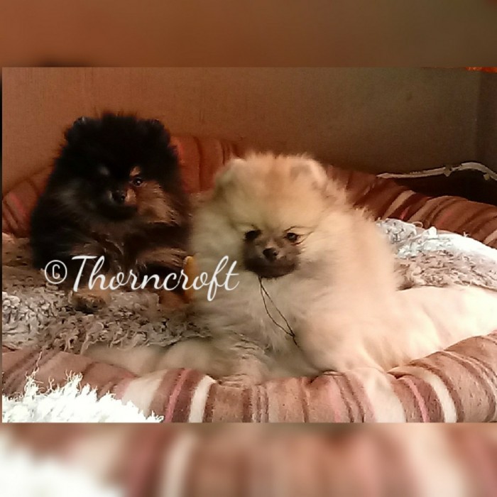 Pomeranian Puppy Uglies Stage