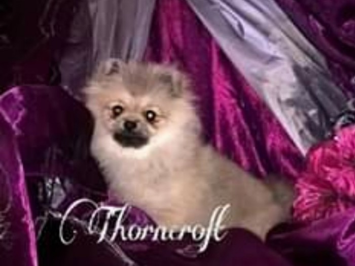 Pomeranian puppy ugly outlet stage