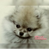 Toy Pom Breeder. Pomeranian Breeder in Gauteng South Africa