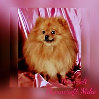 Miko