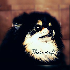 Black and Tan