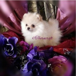 Thorncroft Pomeranian puppy of 10 weeks