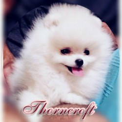 White Colour Pomeranian puppy of 9 weeks