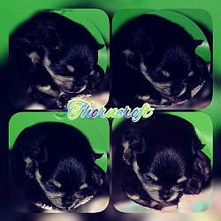 Thorncroft bred Black And Tan Pups. @ Three weeks and at 5 weeks of age.