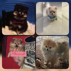 Thorncroft bred Pomeranians