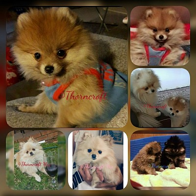 Thorncroft bred Pomeranians