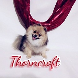Thorncroft Pascha