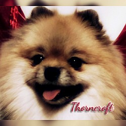 Thorncroft Pascha