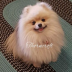 Thorncroft Toby