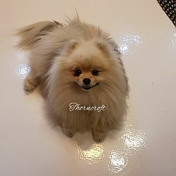 Thorncroft Toby