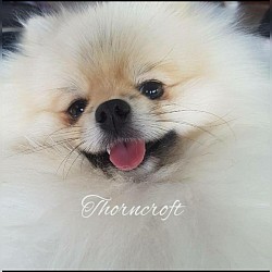 Thorncroft Toby