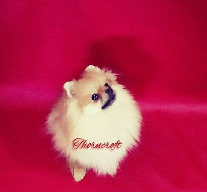 Thorncroft Zoey