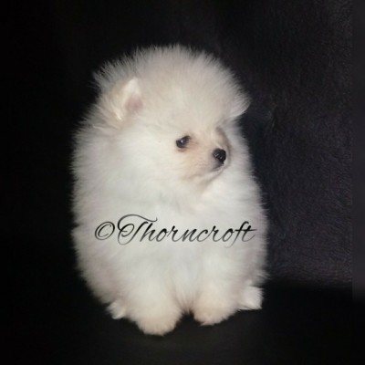 Thorncroft White Male puppy