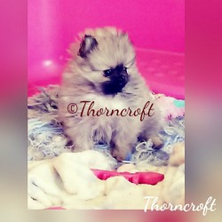 Thorncroft Heidie