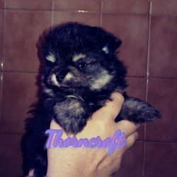 Thorncroft Black And Tan Male puppy