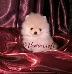 Thorncroft Champagne colour