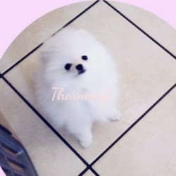 Thorncroft White colour female puppy