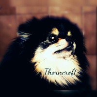 Thorncroft Black And Tan Adult Female