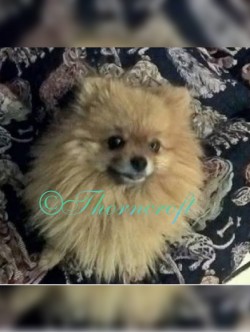 Photo that was used by a person claiming to have Pomeranian puppies for sale. This is one of my females photos the stole for the fake advert.