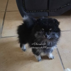 Black N Silver female pup