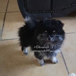 Black N Silver female pup