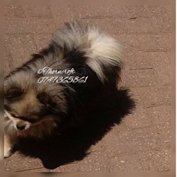 Thorncroft Micky