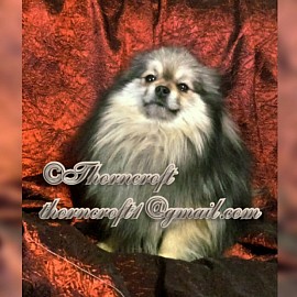 Thorncroft Micky Wolf Sable