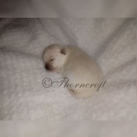 Thorncroft Pomeranians puppy