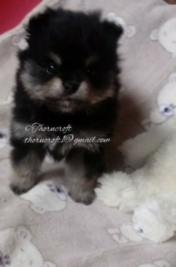 Thorncroft Black and tan female puppy