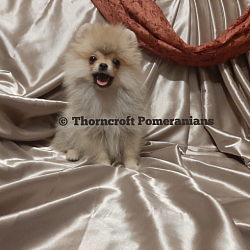 A male in Pomeranian puppy uglies stage