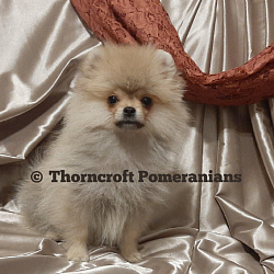Thorncroft Male Pomeranian
