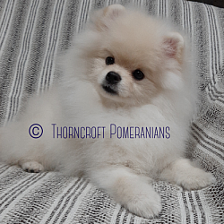 Thorncroft male Pomeranian