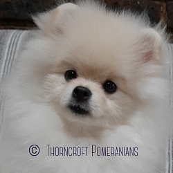 Thorncroft male Pomeranian with more woolly coat in uglies stage