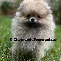 Thorncroft cream sable pomeranian puppy