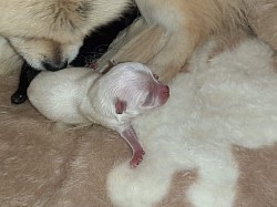 A newborn white puppy.