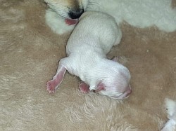 A Thorncroft bred white puppy.