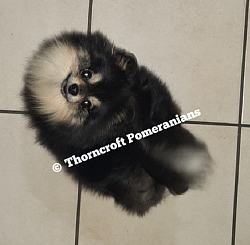 Thorncroft black and tan female