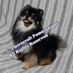 Thorncroft black and tan male