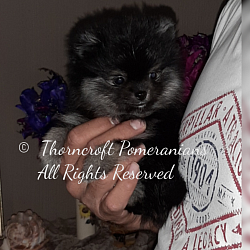 Thorncroft black and tan male