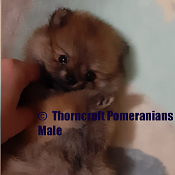 Thorncroft orange male