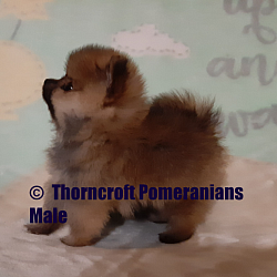 Thorncroft orange male