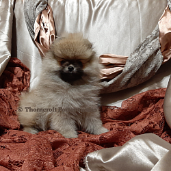 Thorncroft cream sable male