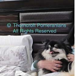 Thorncroft black and tan male